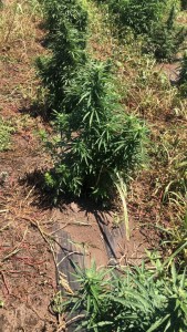 piantagione cannabis capaccio 2