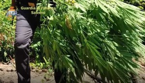 finanza piante cannabis